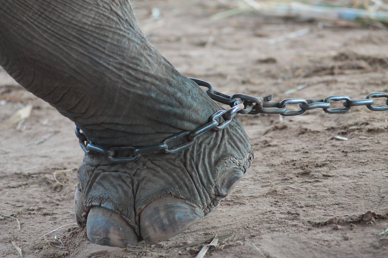THERE IS NO CHAIN! – The Mental Toughness Coach – Chris Dorris