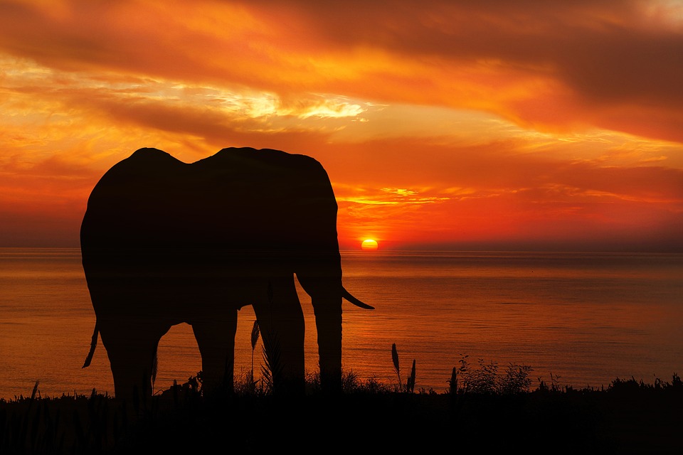 elephant walk into the sunset